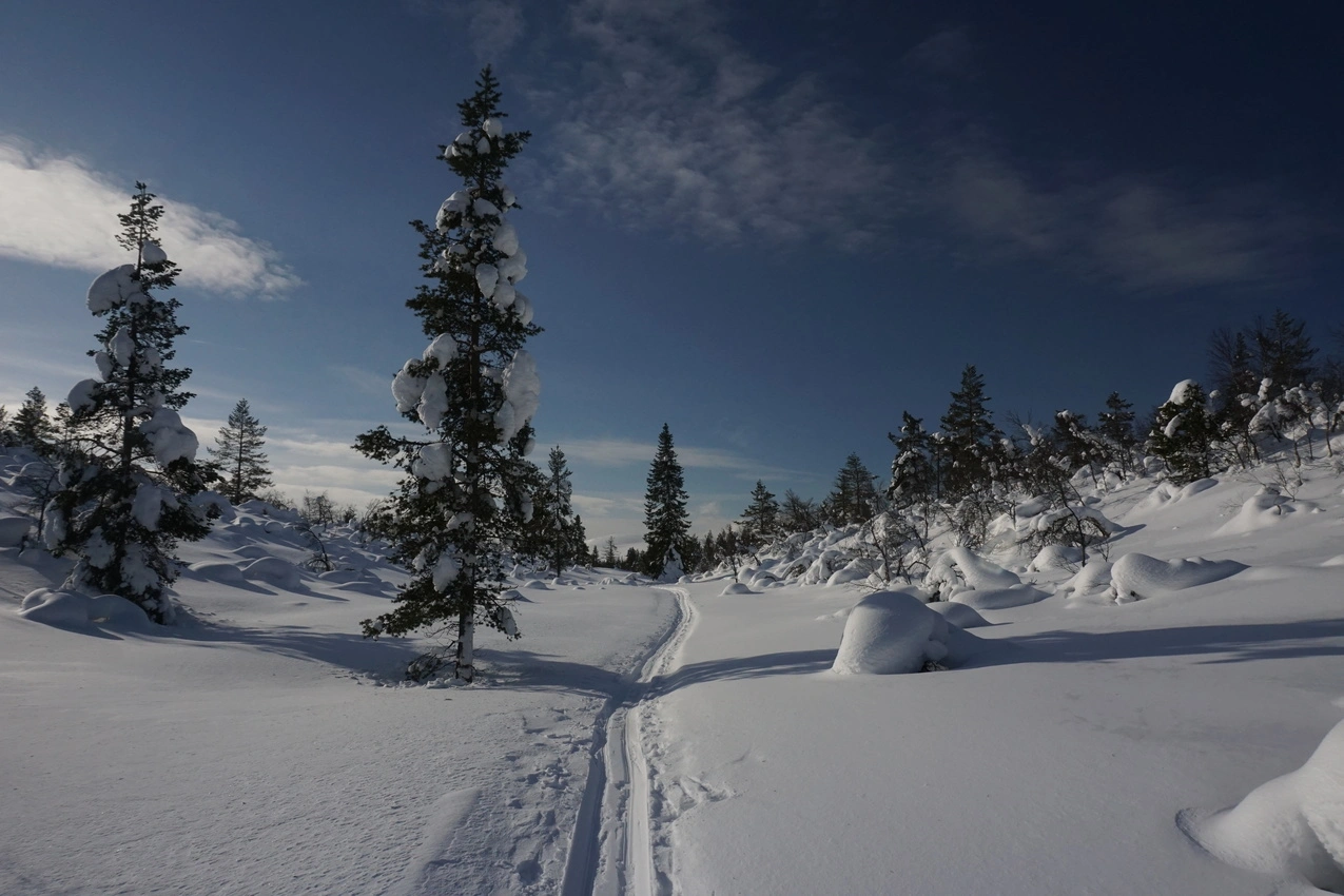 Lappland: Stille Wälder und windige Fjälls images/lapland18/07.webp