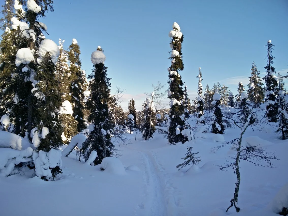 Lappland: Stille Wälder und windige Fjälls images/lapland18/16.webp